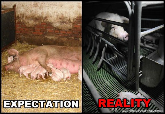 factory farming 2 Factory farming is a way of mass producing large quantities of food, mostly meat, at a faster rate than traditional farming it has become a hot button issue because of the horrible conditions the animals are subjected to for their entire lives. factory farming 2 Factory farming is a way of mass producing large quantities of food, mostly meat, at a faster rate than traditional farming it has become a hot button issue because of the horrible conditions the animals are subjected to for their entire lives.