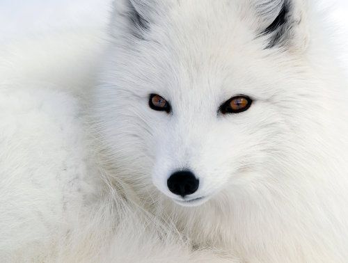 Animals Animals Animals Arctic Fox Animals Animals Beautiful