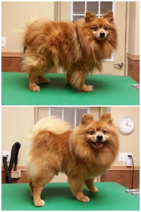 Before And After Grooming By Kristen Dog Grooming Dog Grooming Supplies Cat Grooming