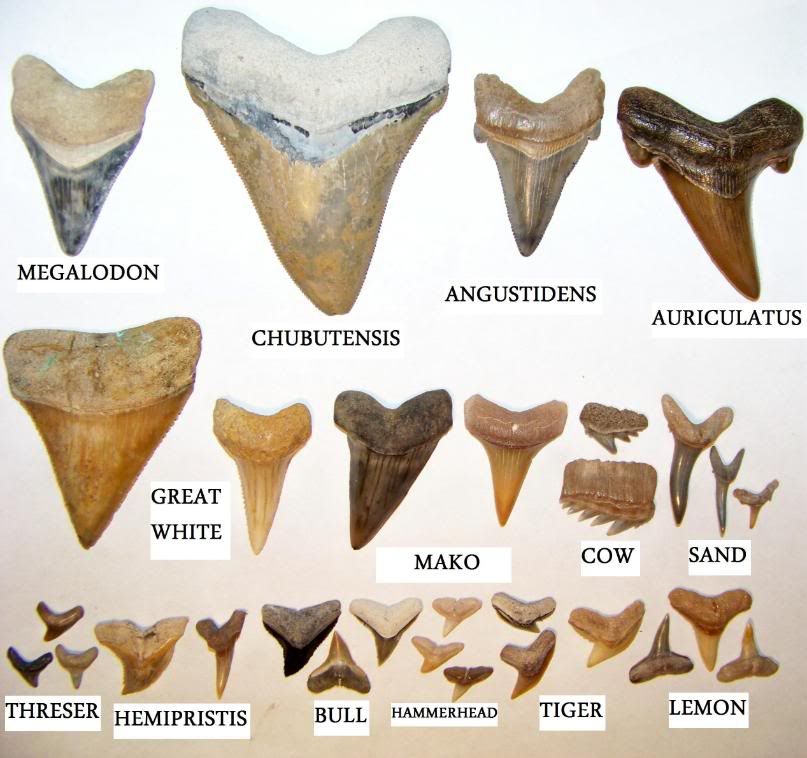 Types Of Shark Teeth Found On Beach Fernandina Amelia Island Types Of Shark Teeth Found On Beach