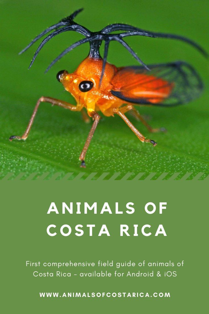 This app is the first comprehensive field guide of animals of Costa Rica containing almost 7000 pictures of more than 4700 common or spectacular species from mammals, reptiles, birds, amphibians as well as freshwater and marine fish to insects and spiders and many more. This image shows the spectacular Orange Helicopter Treehopper (Umbelligerus woldai). #ACRApp #AnimalsOfCostaRica #Zicadas #PuraVida Amphibians, Reptiles, Mammals, Marine Fish, Field Guide, Spiders, Costa Rica, Insects, Species