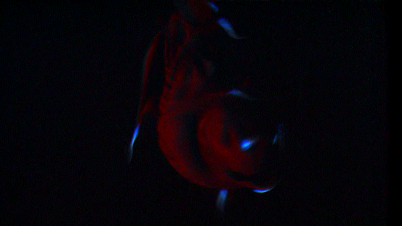 1b3f991bf5e9ea868fcc1b21b0d21ff0.gif