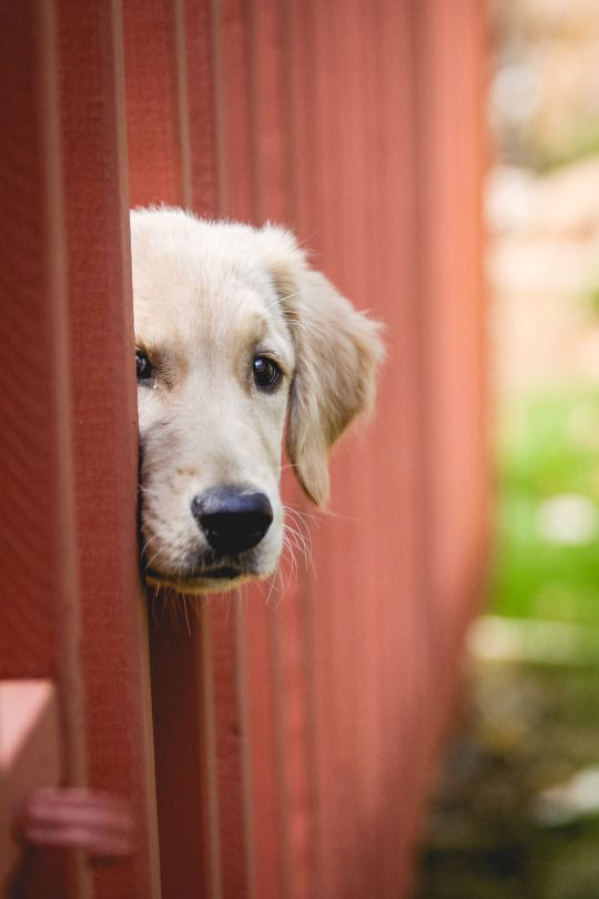 Peek A Boo Cute Dogs Cute Puppies