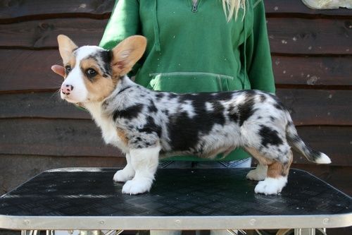 Cardigan Welsh Corgi With Blue Merle Coloring Cute Corgi