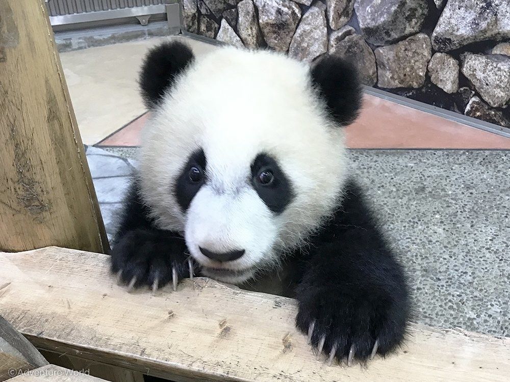 ちょっと待って この赤ちゃんパンダにキュンキュンしちゃうんだけど パンダ 赤ちゃん パンダ 赤ちゃん ちょっと待って この赤ちゃんパンダにキュンキュンしちゃうんだけど パンダ 赤ちゃん パンダ 赤ちゃん