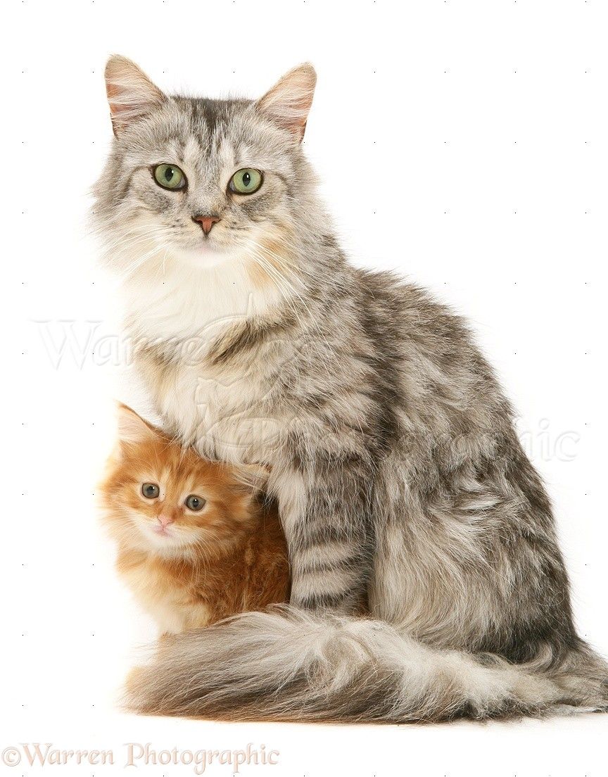 How To Make A Birthday Cake For Your Cat This Way Come Felinos Gatitos Lindos Gatos