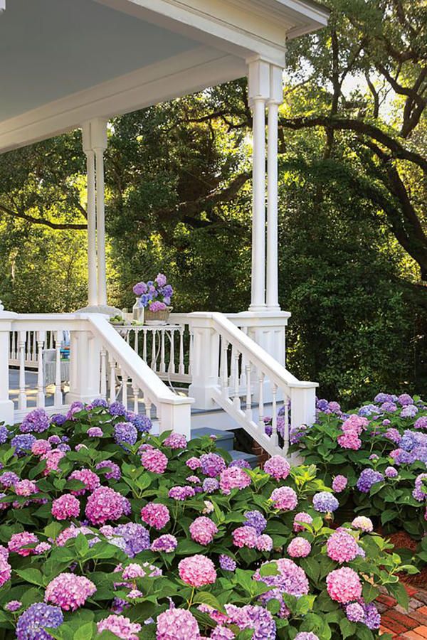 Southern Hydrangeas - 17 Dreamy Hydrangea Gardens That Have Us So Ready for Spring - Southernliving. There’s nothing more Southern than a wide front porch—unless, of course, that front porch is seemingly built on a foundation of hydrangeas. See Pin Hortensia Hydrangea, Hydrangea Garden, Hydrangea Purple, Garden Shrubs, Favorite Hydrangea, Prettiest Hydrangea, Hydrangea Landscaping, Front Yard Landscaping, Outdoor Landscaping