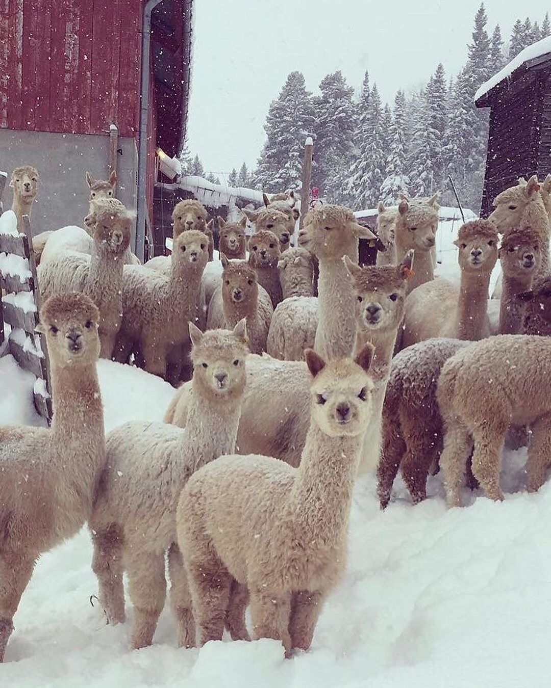 Travel Vacations Nature on Instagram: “Alpaca life in #Norway 🦙 Photo and videos by @lillealpakka” Cute Alpaca, Llama Alpaca, Alpacas, Animal Pictures, Cute Pictures, Sleeps Until Christmas, Funny Animals, Cute Animals, Wild Animals