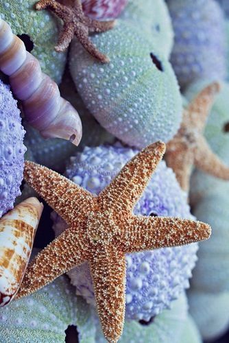 Gorgeous colors Ocean Treasures, I Love The Beach, Sealife, Ocean Life, Beach Life, Ocean Beach, Beach Walk, Boho Beach, Beach Fun