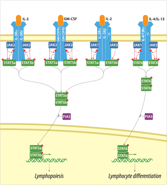 jak stat pathway