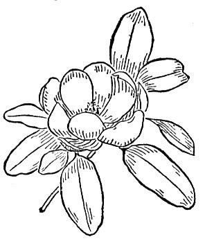 Download Magnolia 3 | Coloring pages