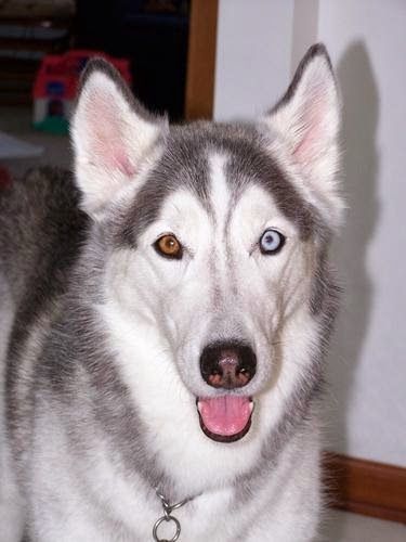 5 Interesting Facts About Siberian Huskies Click The Pic To Know