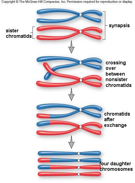 Meiosis