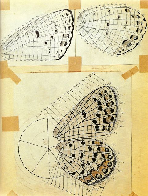 Nabokov’s Legacy: Bequeathing Butterfly Theory Nabokov’s Legacy: Bequeathing Butterfly Theory