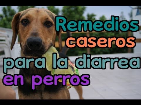 remedios caseros para el vomito y diarrea de perros