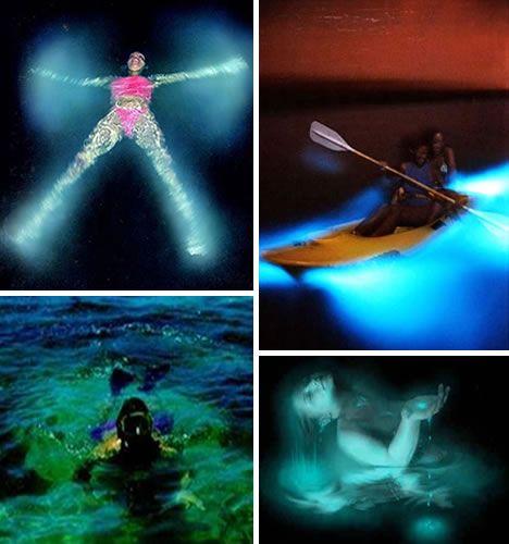 Bioluminescent Bay Tours San Juan Puerto Rico Bioluminescent Bay Tours San Juan Puerto Rico