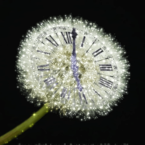 Dandelion Clock | Dandelion clock, Dandelion, Beautiful gif