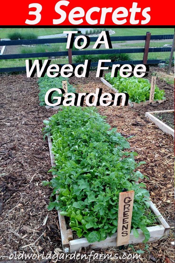 how to weed a garden best way how to have weed free garden with few simple and inexpensive techniques you can have weed free stress productive garden this year the secrets pinterest stress how to weed a garden best way how to have weed free garden with few simple and inexpensive techniques you can have weed free stress productive garden this year the secrets pinterest stress