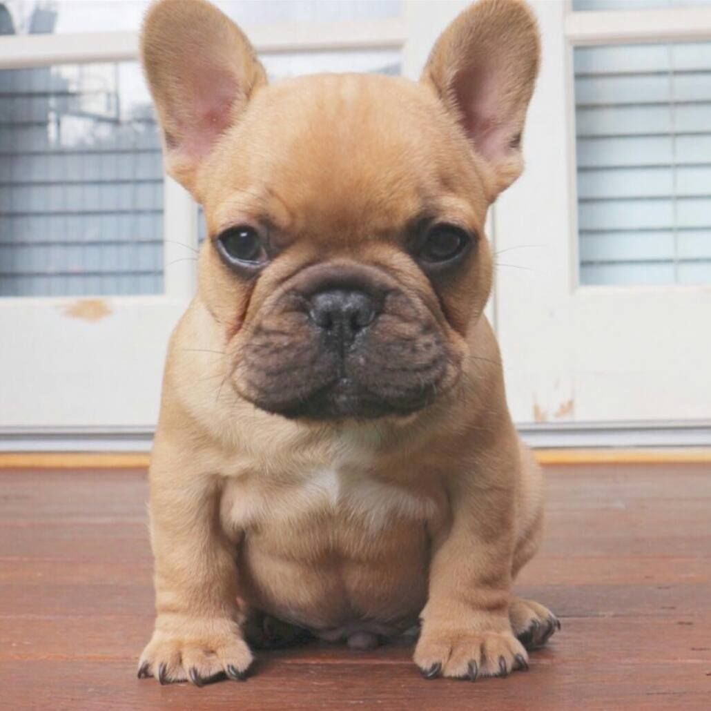 Serious Look From A Frenchie Pup Bulldog Puppies