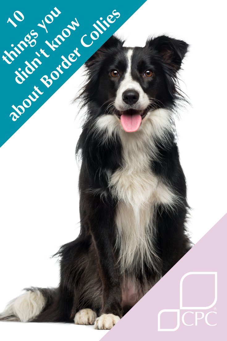 10 things you may not know about the Border Collie - CPC Cares Boarder Collie Puppy, Border Collie Facts, Border Collie Training, Border Collies, Border Collie Mix Puppies, Herding Breed, Smartest Dog Breeds, Search And Rescue Dogs, Greater Swiss Mountain Dog
