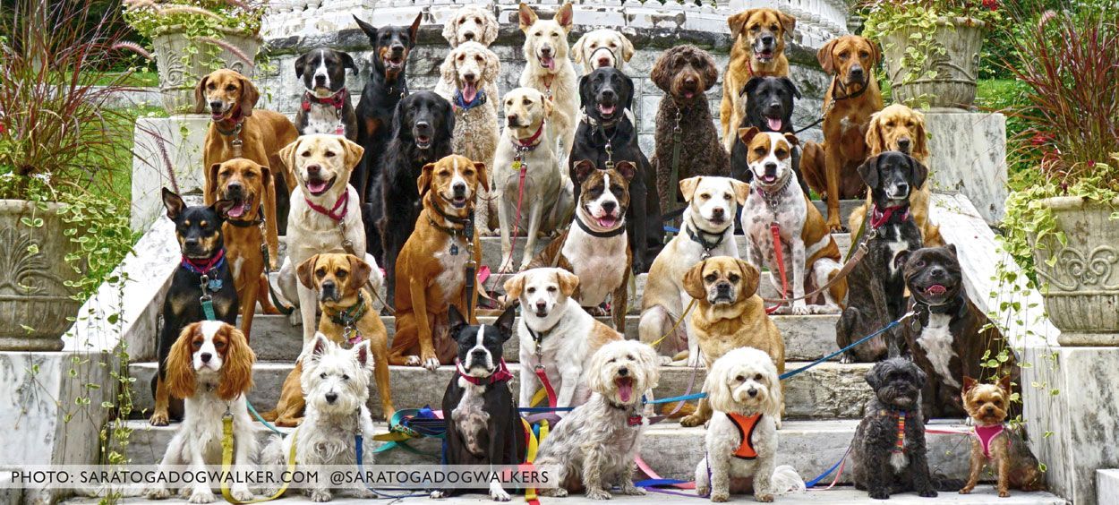 meet well loved barn dogs from all across the country and read their incredible stories dogs post animal barn