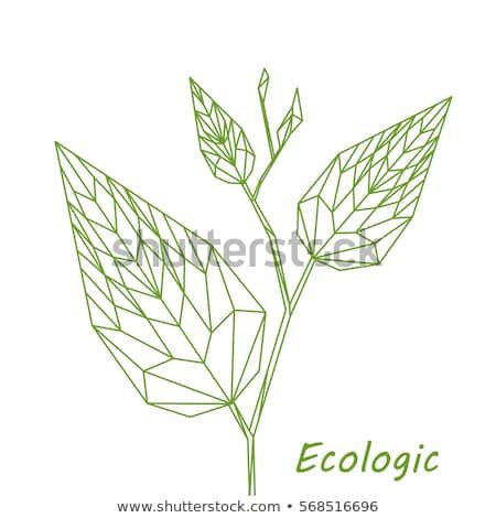Abstract geometric plant, polygonal leaf, linear design isolated on white background, ecology symbol Polygon, Royalty Free Photos, New Pictures, Linear, Illustration, Create Yourself, White Background, Plant Leaves, Stock Images