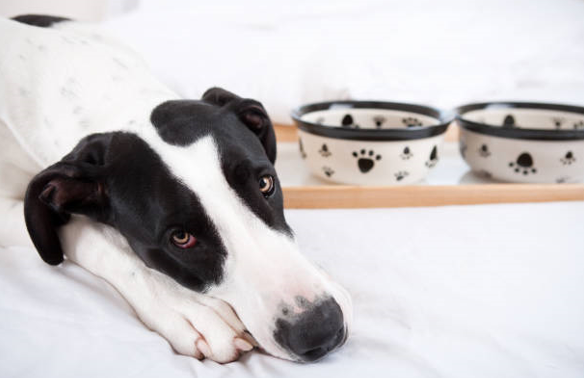 My Dog Won't Eat Is It The Food My dog wont eat, Dogs, Eat