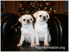 Precious White Pug Puppies Can T Wait To Get One White Pug