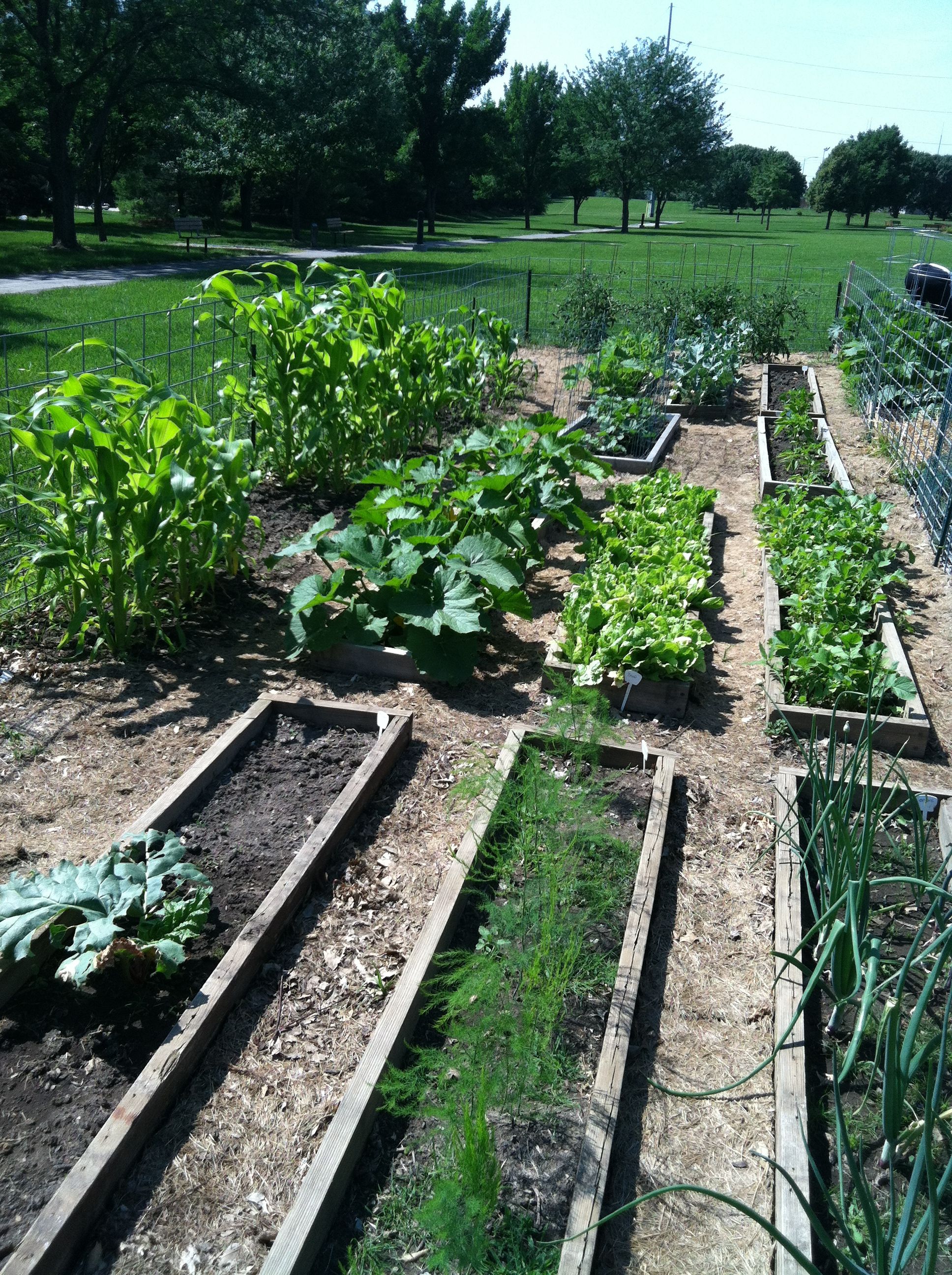 lake family plot at electric park garden with a few 2x4 s arranged in a rectangle they have been able to community gardening garden plots raised garden beds garden plot design on lake family plot at electric park garden with a few 2x4 s arranged in a rectangle they have been able to community gardening garden plots raised garden beds plot at electric park garden