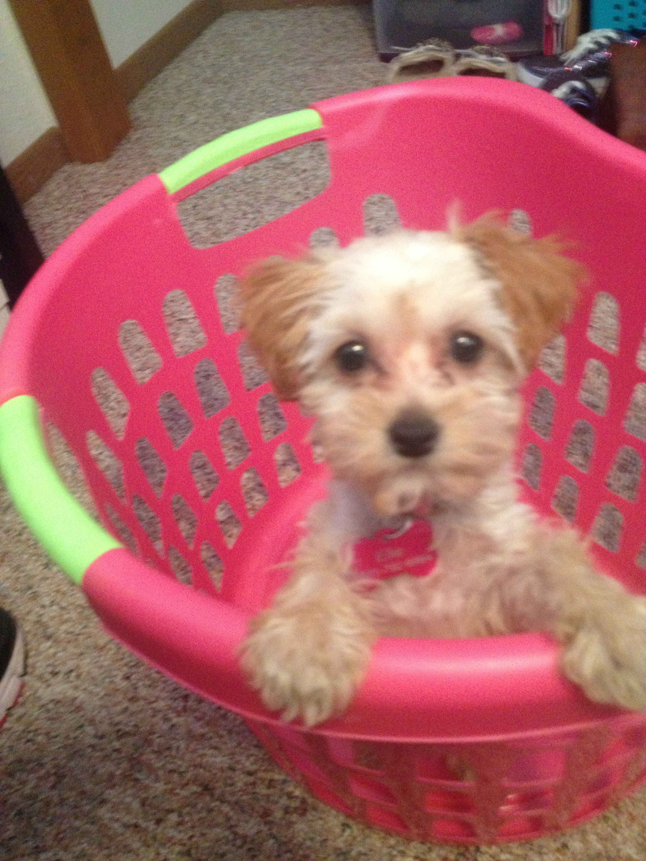 Elle My Sweet Morkie Poo Puppy Cute Little Animals Morkie
