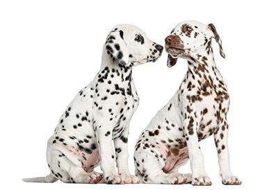 Two Cute Dalmatian Puppies Sniffing Each Other Dalmatian