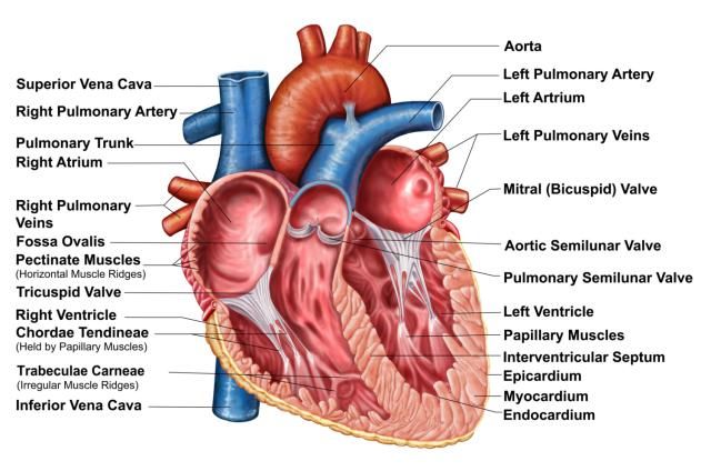 Simple Heart Diagram For Kids To Label Circulatory System For Kids Cardiology Nursing Heart Diagram