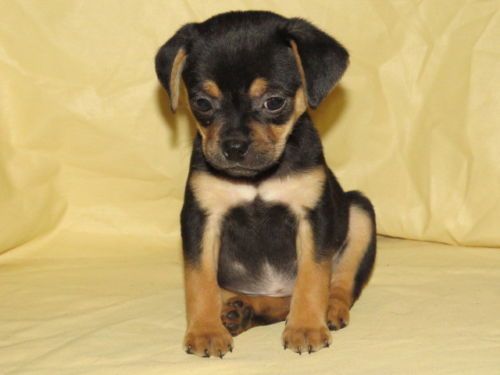 Dogs Breed Rottiebear Age Baby Miniature Rottweiler Puppies
