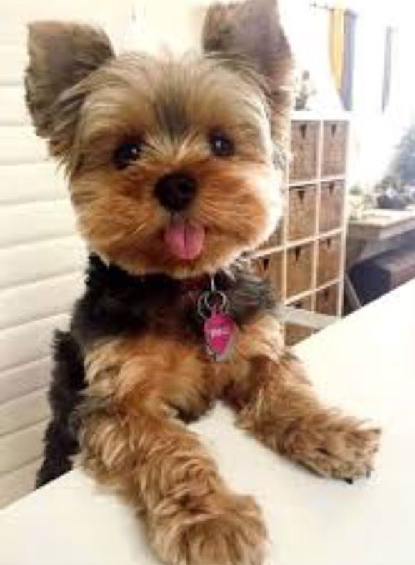 The Cute Little Yorkie Yorkshireterrier Puppy Dog Yorkie Puppy