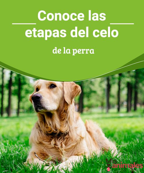 cuando esta mas fertil una perra cuando esta mas fertil una perra