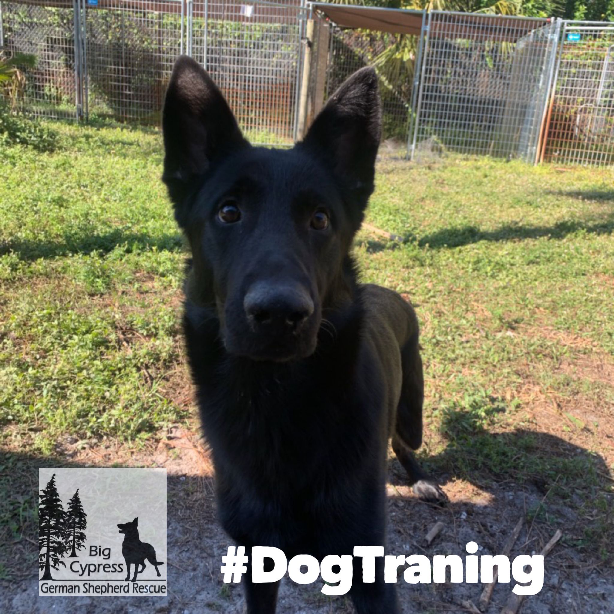 Dog Training Education Month 2019 February We All Know Someone