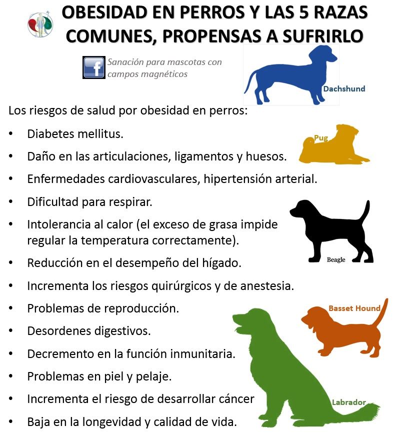enfermedades de la piel en perros pdf