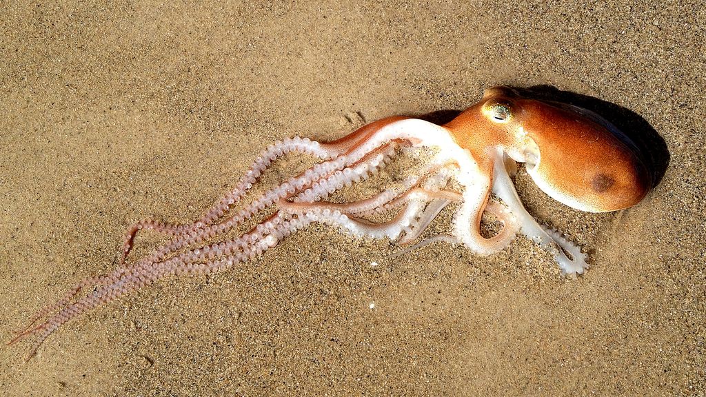 Southern Sand Octopus From Waratah Wynyard Pt A Tasmania Australia On April 11 2012 At 10 23 Am By Alan Melville Octopus Sand Southern Southern Sand Octopus From Waratah Wynyard Pt A Tasmania Australia On April 11 2012 At 10 23 Am By Alan Melville Octopus Sand Southern