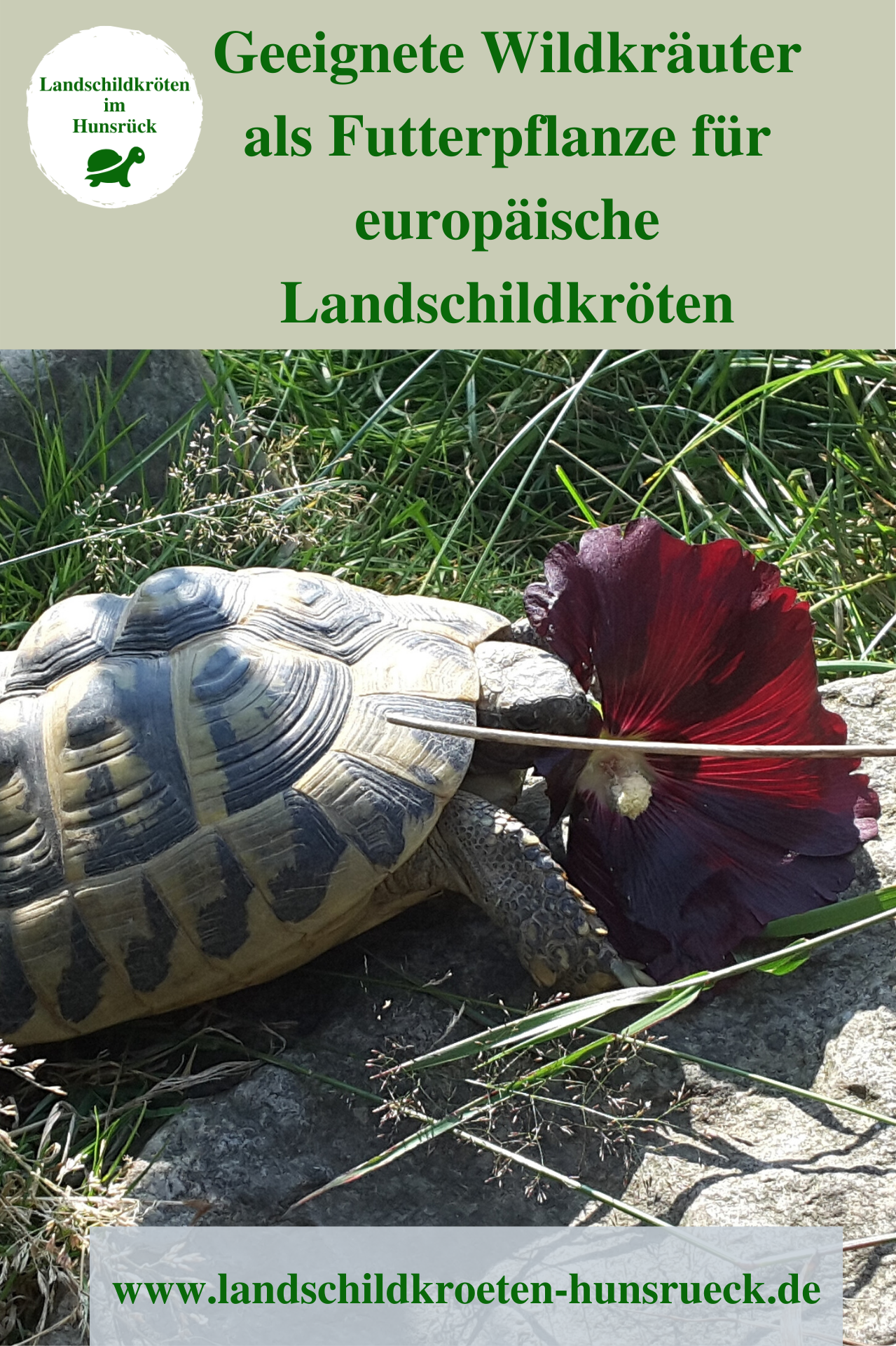 Futterpflanzen in 2020 Landschildkröten