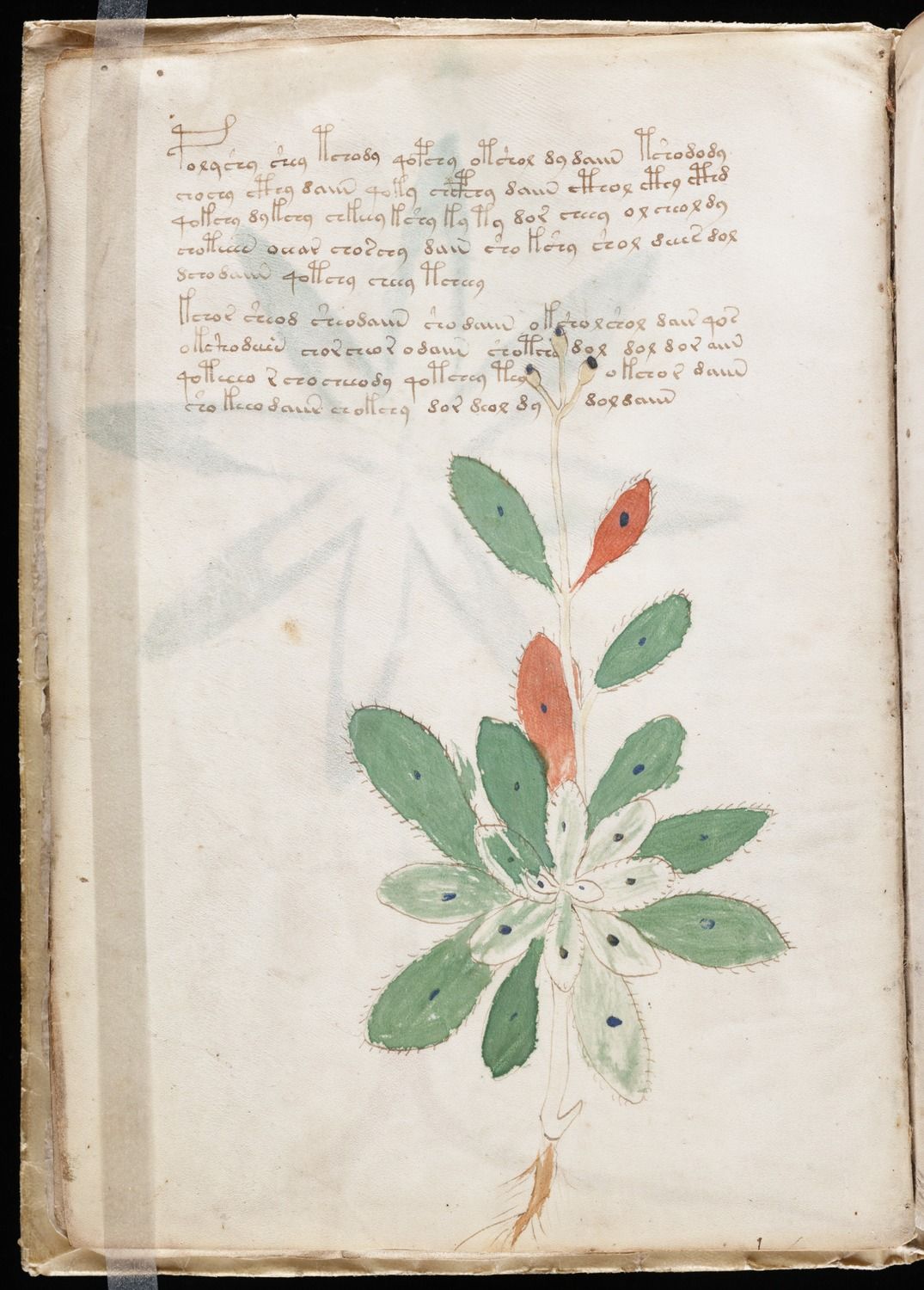 codex voynich codex voynich