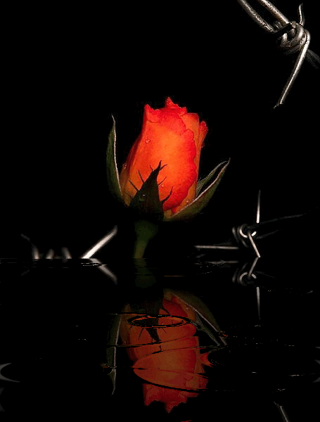 Image result for gif landscapes with roses gif