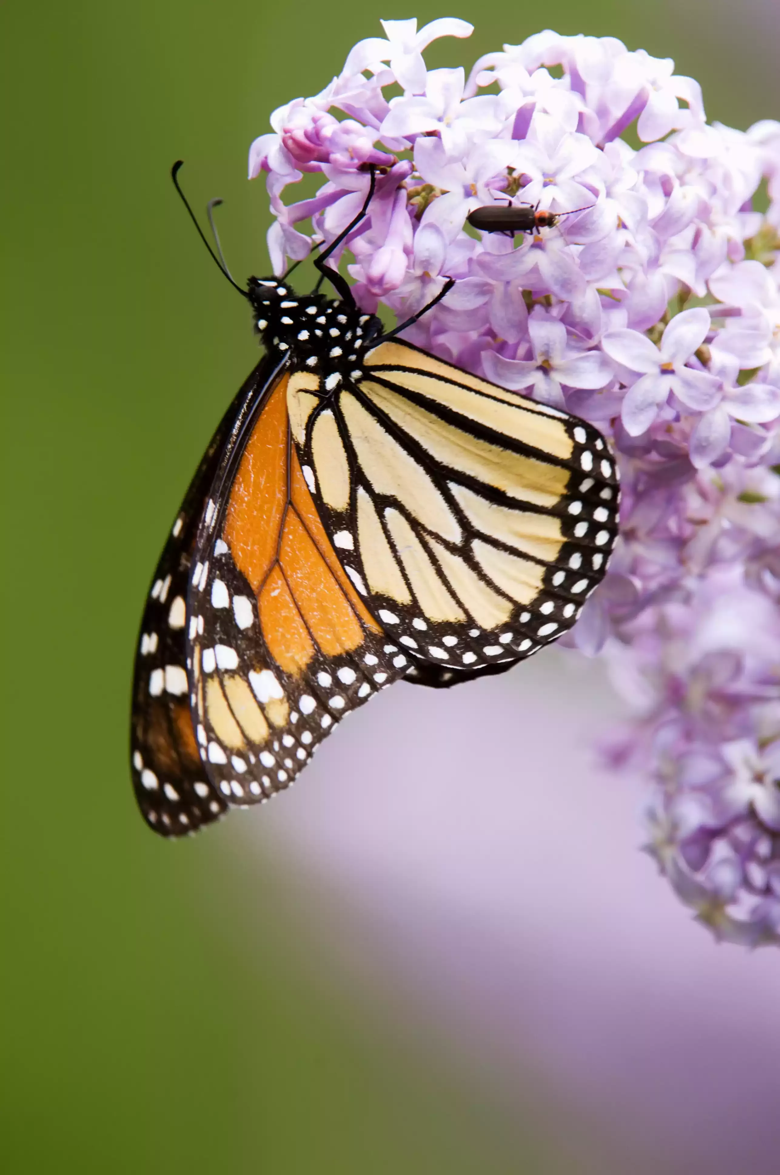 Terrific Beautiful Butterfly Drawing Terrific Beautiful Butterfly Drawing