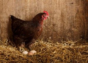 Why Do Hens Stop Laying Eggs Nine Reasons Why Do Hens Stop Laying Eggs Nine