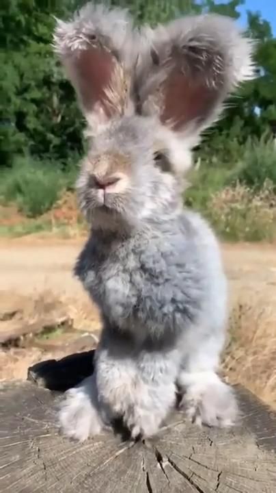 Fluffy bunny Fluffy bunny