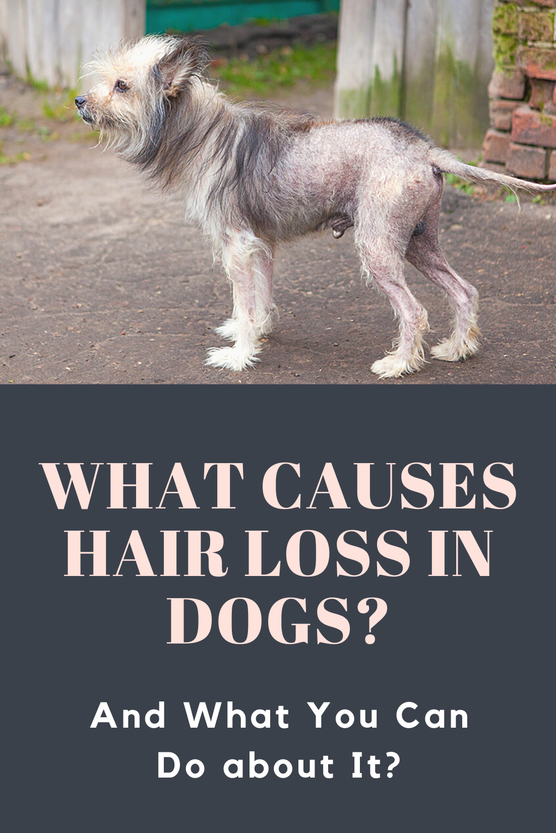 Hair Loss Around The Dog S Eyes Causes And Caution Dog Eyes Dogs Dog Hair Loss