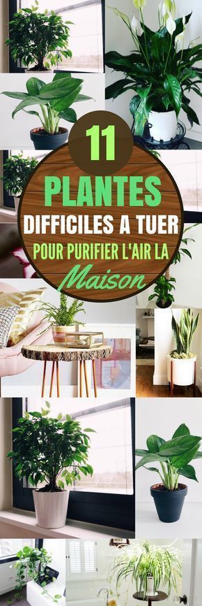 11 GREAT PLANTS TO PURIFY THE AIR OF YOUR INTERIOR - domi mina - #beauty #celebrities #celebrity #...