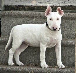 Best Six Medium Sized Dog Breeds For An Apartment cute Bull Terriers Might Have Tough Retions But They Are Good Dogs For An Apartment