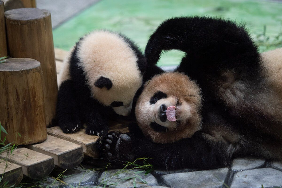 今日のパンダ 出張編 毎日パンダ Panda 今日のパンダ 出張編 毎日パンダ Panda