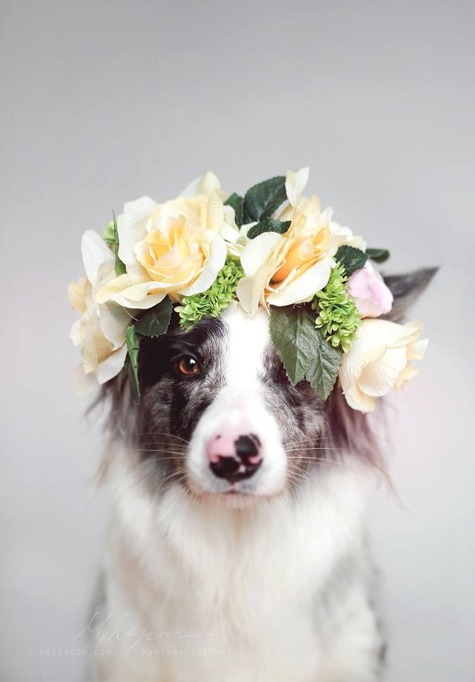 Username Gracemurray1014 Animales Y Mascotas Fotografia De