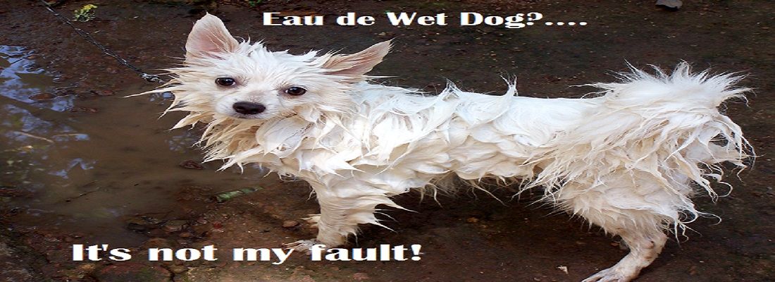 Why Do Dogs Stink After A Bath Dogs Cute Funny Dogs Dog